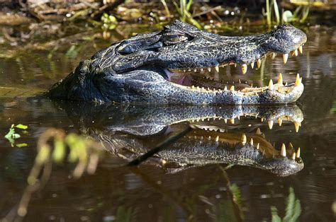 10 Unique Animals of the Amazon River Basin