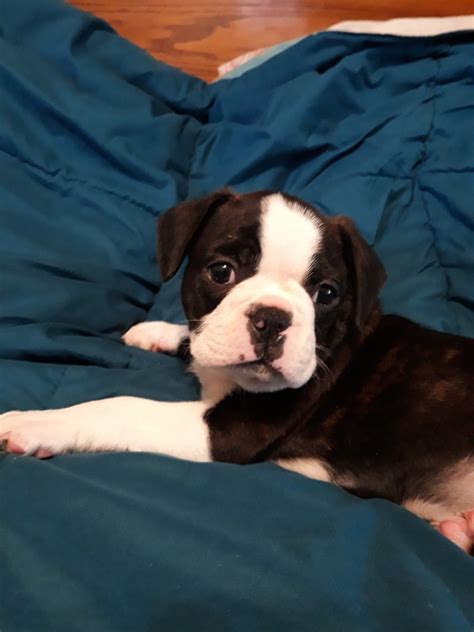 Bugg Puppies For Sale | Xenia, OH #318990 | Petzlover