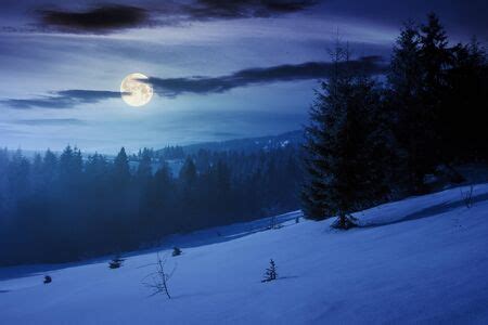 Dark forest in moonlight and snow Images - Search Images on Everypixel