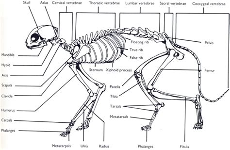 Links to Pictures on the Physiology of Cats