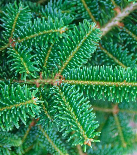 Fraser Fir Tree - Dartmoor Christmas Trees