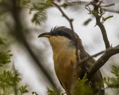 Mangrove-Cuckoo-CWC22-Antigua – BirdsCaribbean