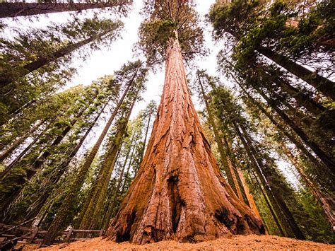 Sequoia National Forest Pictures, Images and Stock Photos - iStock