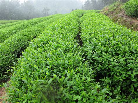 The Most Beautiful Tea Plantations in China