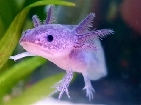 Lavender Axolotl: The Complete A to Z Guide