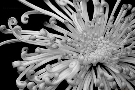 Chrysanthemum - HD Wallpapers