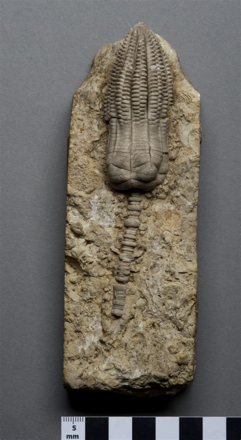 11 beautiful fossils from the Jurassic Coast World Heritage Site – Museum Crush