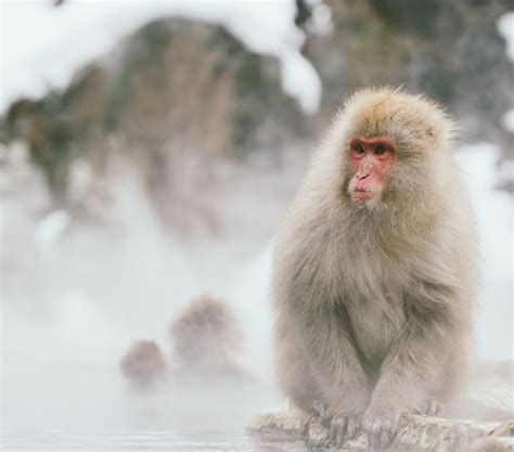 Snow Monkeys – Play In onsen – Mountain Hut Myoko