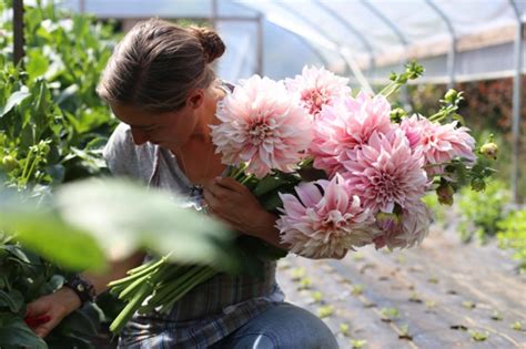 Dahlias at the Floret Flower Farm