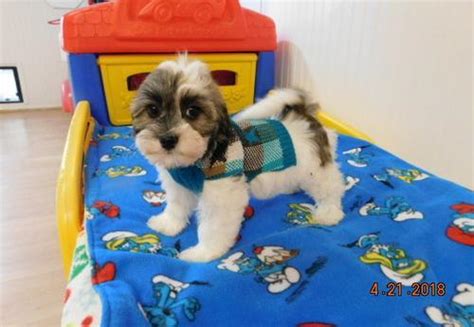 Havanese Puppy for Sale - Adoption, Rescue for Sale in Parker, Colorado Classified ...