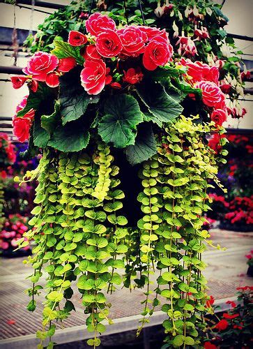 Formidable Cascading Hanging Baskets Flower Ideas Plants Name List