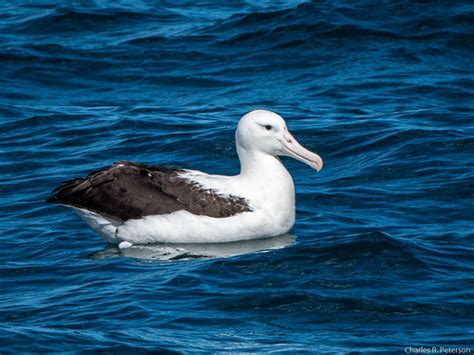 Northern Royal Albatross #1 - New Zealand | Off Taiaroa Head… | Flickr