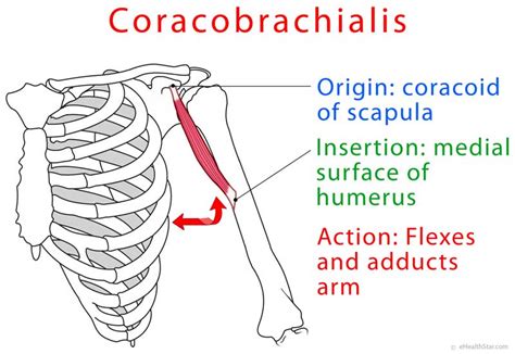 Coracobrachialis Muscle Function, Strength Test, Pain - eHealthStar