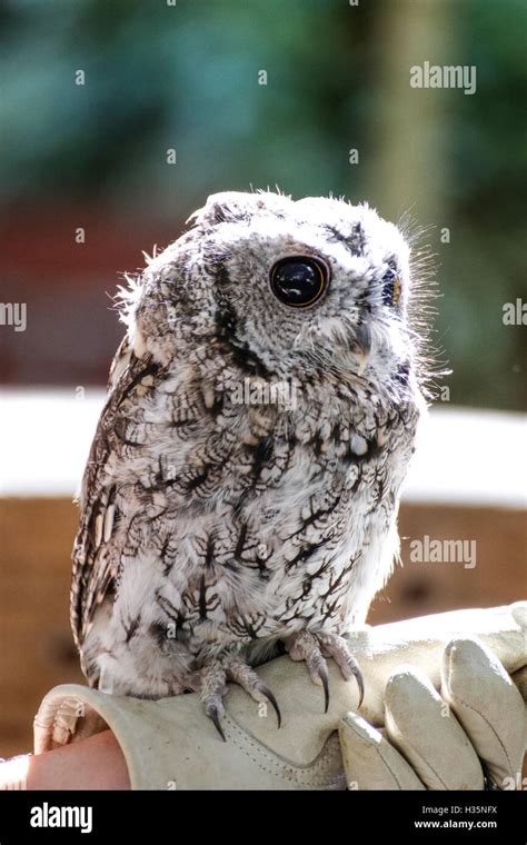 Owl On Arm Stock Photos & Owl On Arm Stock Images - Alamy