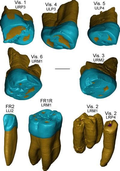 Research on ancient teeth reveals complexity of human evolution in ...