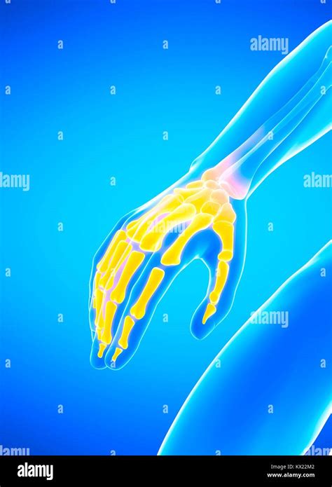 Human hand bones, illustration Stock Photo - Alamy