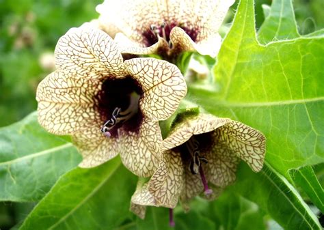 Black Henbane – SSISC