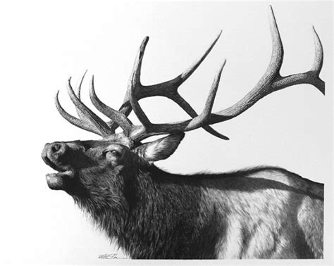 Elk Drawing at PaintingValley.com | Explore collection of Elk Drawing