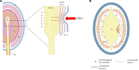 Frontiers | The Lamellar Cells of Vertebrate Meissner and Pacinian Corpuscles: Development ...