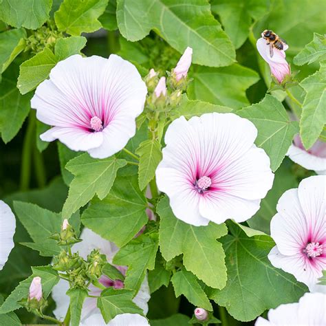 Lavatera 'Dwarf Pink Blush' - Mallow Seeds – Stocks & Green