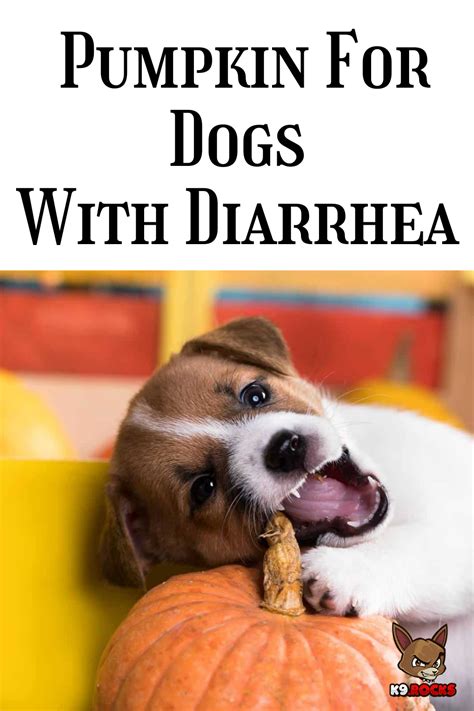 does pumpkin stop dog diarrhea - Katherina Willingham