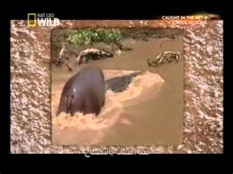 Hippo vs crocodile Hippo attacked the crocodile | National Geographic|Magnet News4u - YouTube