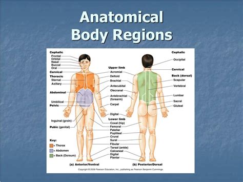 PPT - Anatomical Body Regions PowerPoint Presentation, free download ...