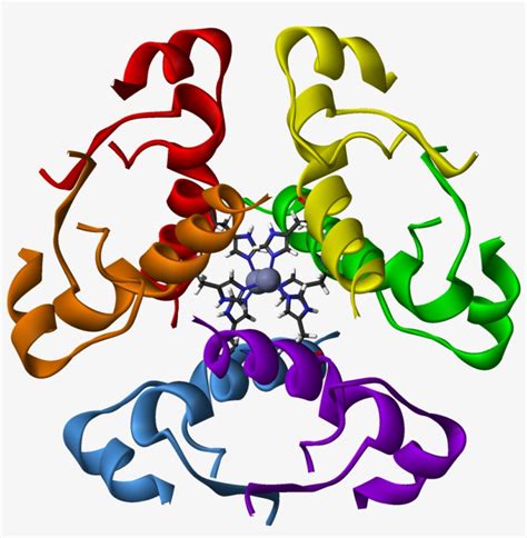 Human Insulin Hexamer 3d Ribbons - Human Insulin Protein Structure Transparent PNG - 1100x1075 ...