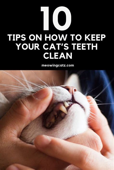 Top 10 Tips on How to Keep Your Cat’s Teeth Clean | Teeth cleaning, Cat ...