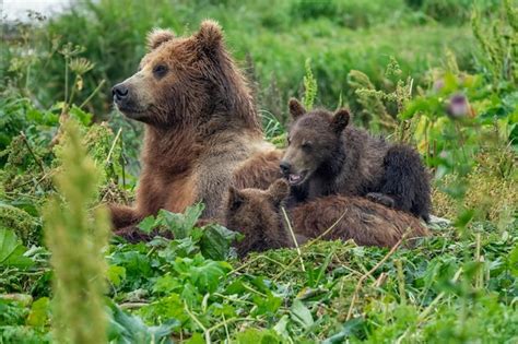 Premium Photo | Female brown bear and her cubs
