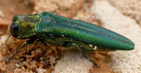 Emerald Ash Borer: Identification, Biology and Management - Rich Tree Service