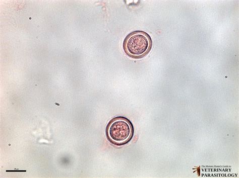 Echinococcus sp. Tapeworms - MONSTER HUNTER'S GUIDE TO: VETERINARY ...