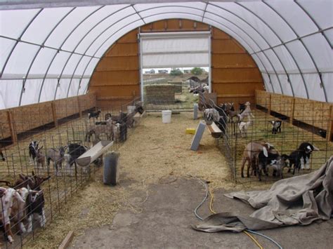 Kinder Goats in a Commercial Dairy? | Dairy barn plans, Goat barn, Barn plans