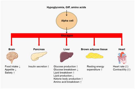 Glucagon Function, HD Png Download - kindpng