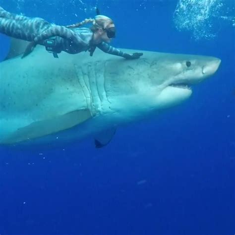 Video: Great white shark swims with divers off Hawaii coast Shark Pictures, Shark Photos ...