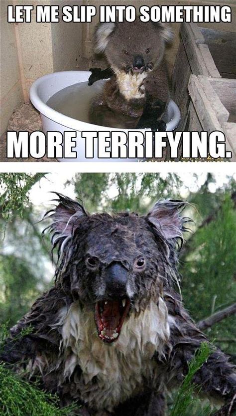 Wet Koala Bear Meme