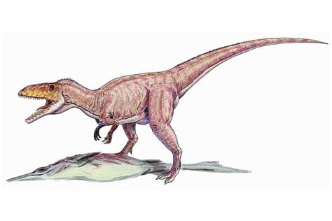 Eustreptospondylus | Well-Reversed Vertebrae Dinosaur