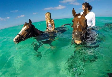 Can Horses Swim? Horse Swimming Guide (Benefits, Tips & More)