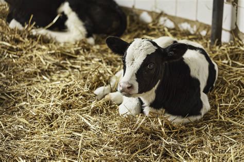 Birth of dairy bull calves has long been an issue on Irish farms – The Irish Times