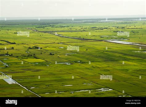 Rice fields in Cambodia Stock Photo - Alamy