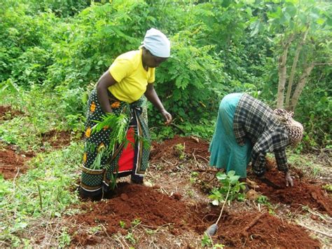 Help Reforest Degraded Lands of Mount Kenya Forest - GlobalGiving