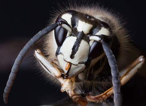 Bald-faced Hornet (NPS National Capital Region Bees and Wasps) · iNaturalist