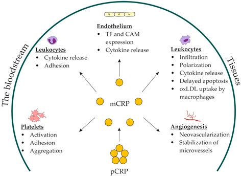 IJMS | Free Full-Text | Monomeric C-Reactive Protein in Atherosclerotic Cardiovascular Disease ...