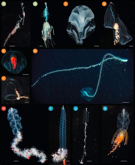 Siphonophorae - Wikipedia