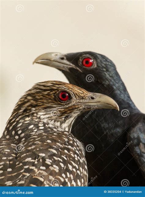 Asian Koel Pair stock photo. Image of white, looking - 38335204