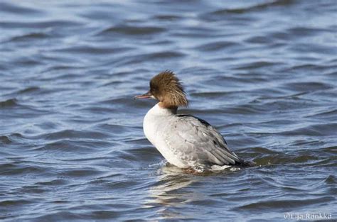 Common Merganser Female | Focusing on Wildlife