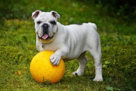 English Bulldog Training Tips | Canna-Pet®