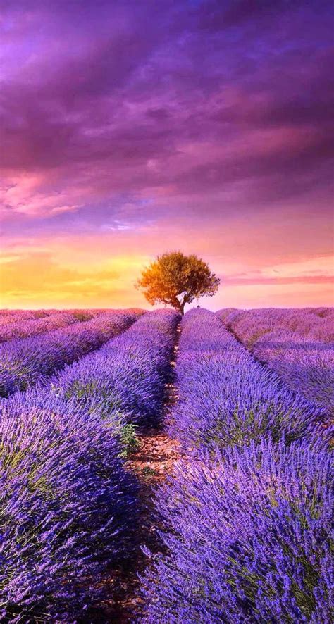 Lavanda | Fotografía de árboles, Fotografia paisaje, Hermosos paisajes