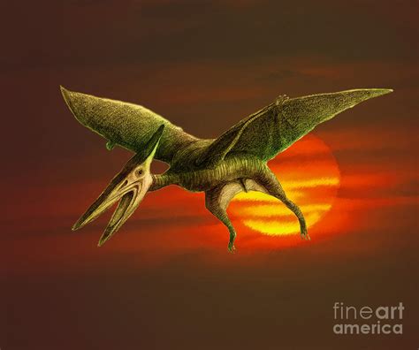 Pterodactyl Photograph by Spencer Sutton