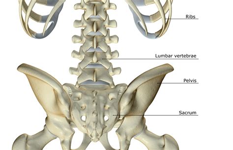 Spinal Anatomy Including Transverse Process and Lamina